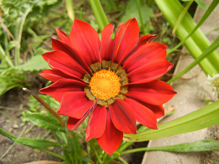 Gazania_Treasure Flower (2014, Jul.03)