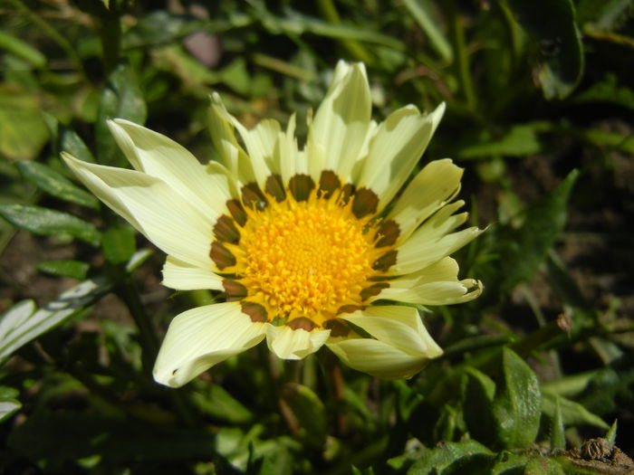 Gazania_Treasure Flower (2014, Jul.05) - GAZANIA_Treasure Flower