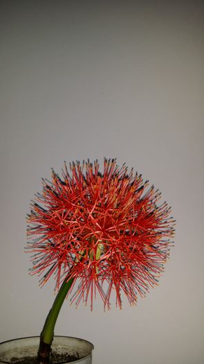 20140711_121338 - Plante in ghiveci 2014