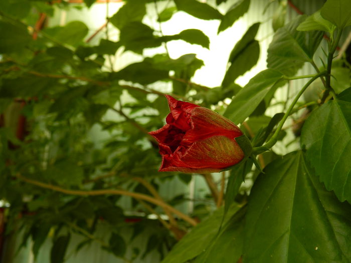 DSCN7228 - IULIE_2_2014