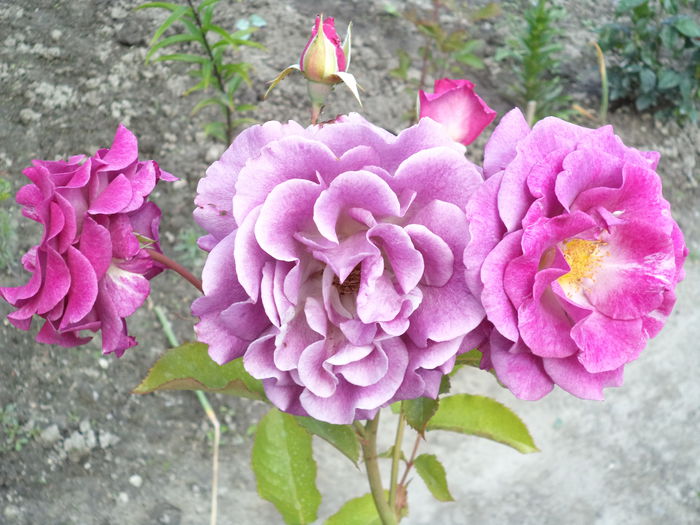 VIOLETTE PARFUMEE - Trandafiri 2014