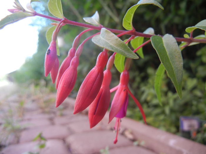 Fuchsia magellanica Gracilis (`14, Jul.05)