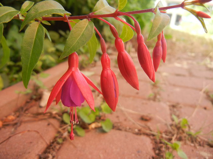 Fuchsia magellanica Gracilis (`14, Jul.05) - Fuchsia magellanica Gracilis