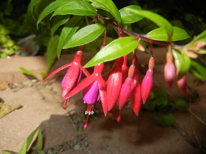 Fuchsia magellanica Gracilis (`14, Jul.07) - Fuchsia magellanica Gracilis