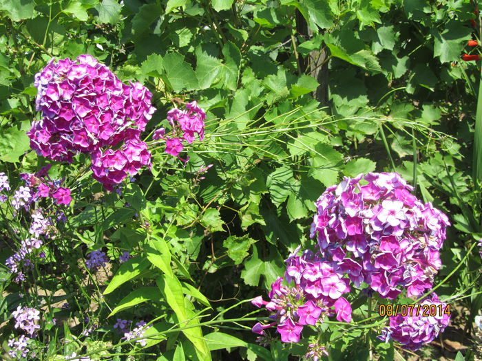 Phlox