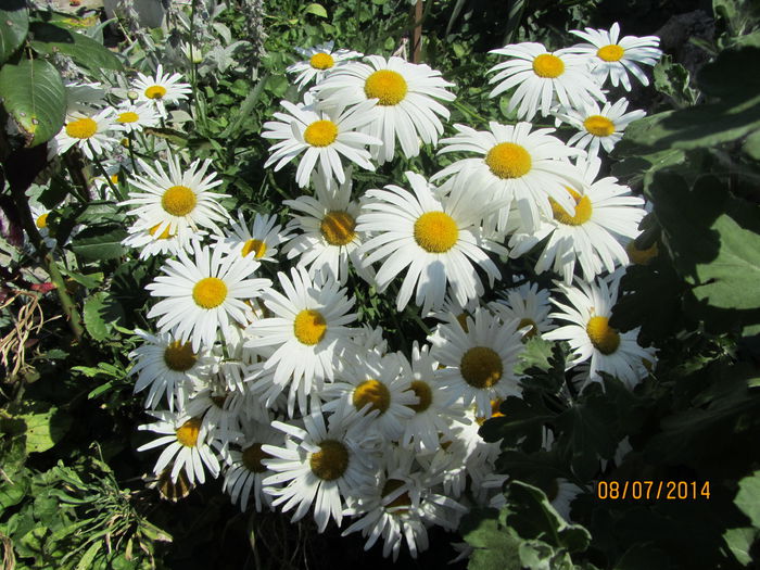 Margarete