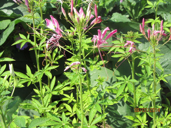 Cleome
