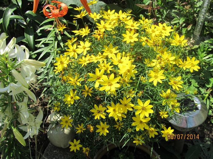 Coreopsis Zagreb