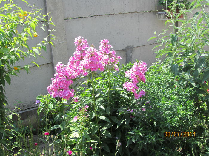 Phlox