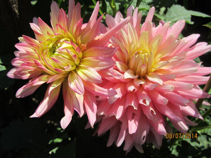Dahlia Garden Princess