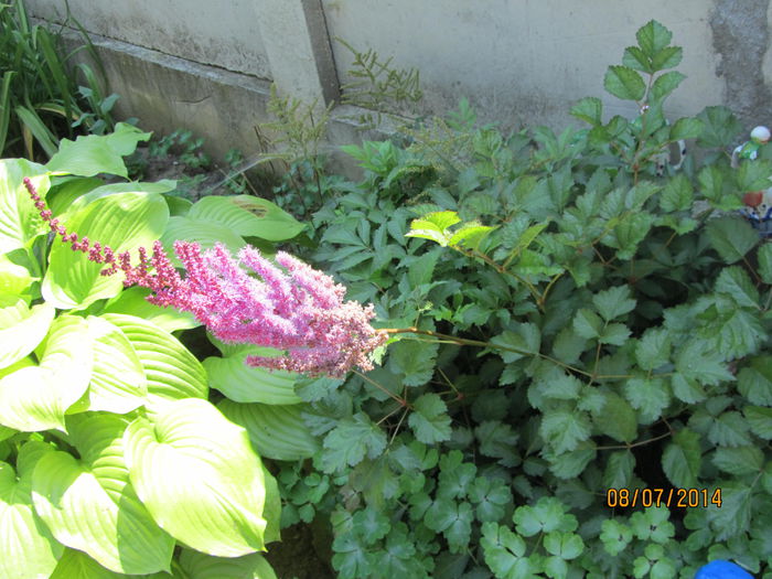 Astilbe rosii