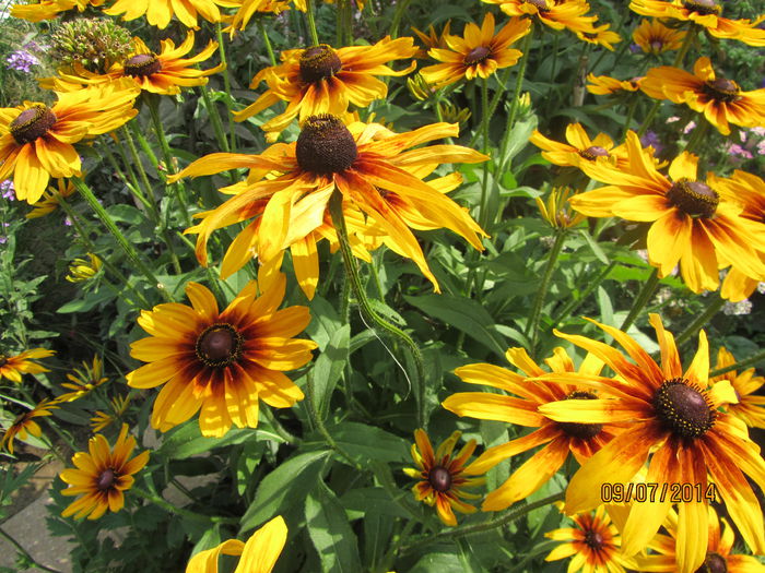 Rudbeckia