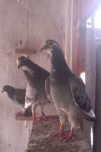 Aarden 100% Horvat - Izdrea