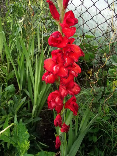 gladiola rosu