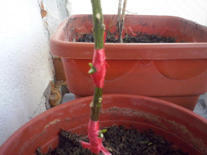 lamai  muguri plecati