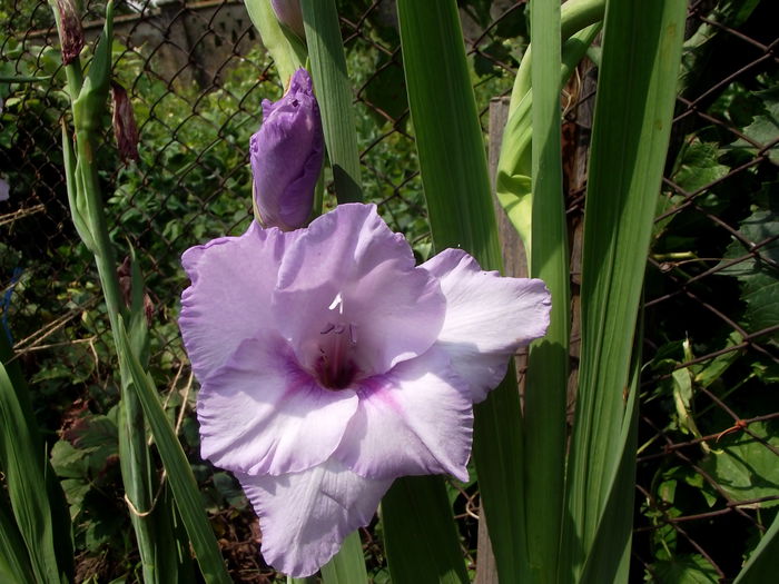 lila 1 - gladiole