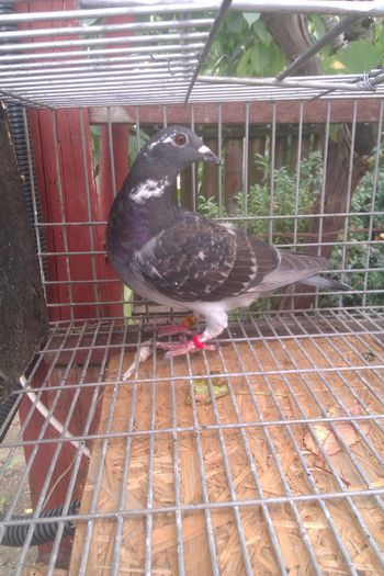 tata:wegen,norma maraton.mama-Aarden 100% IZDREA PETRE