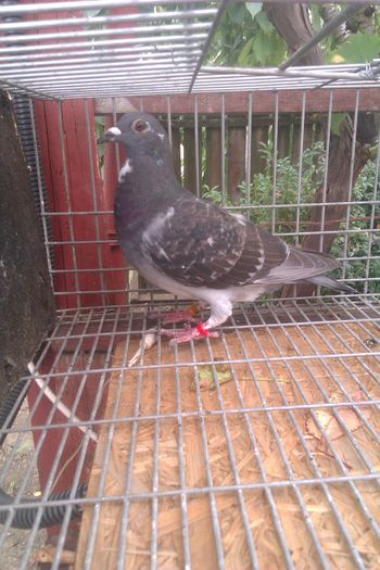 tata.wegenul de la achizitii