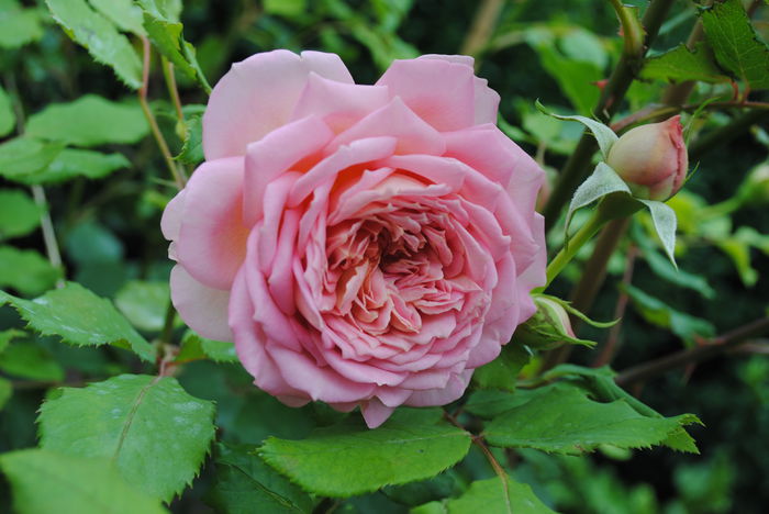 Jubilee Celebration - Trandafiri si  clematite II
