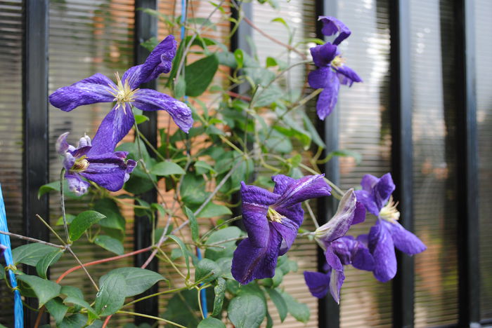clematis Tie Dye - Trandafiri si  clematite II
