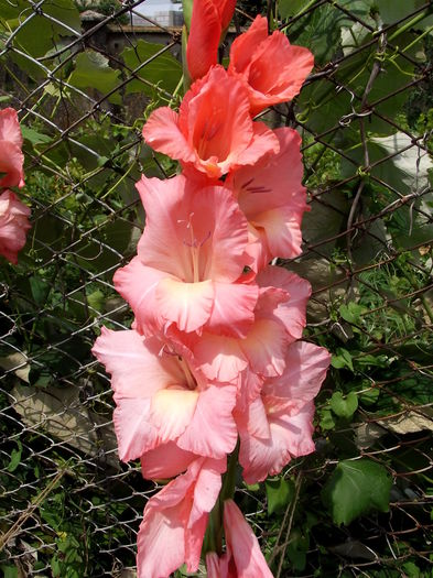 somon - gladiole