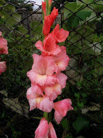 somon cu galben - gladiole