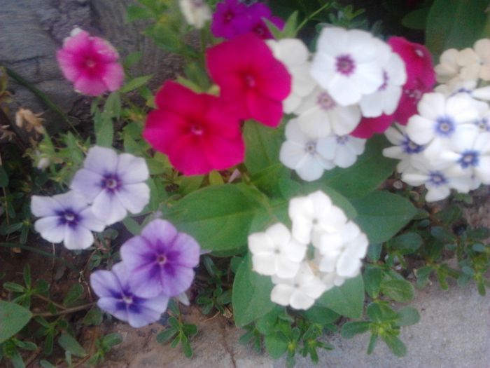 2014-07-11 15.32.39 - PHLOX-BRUMARELE