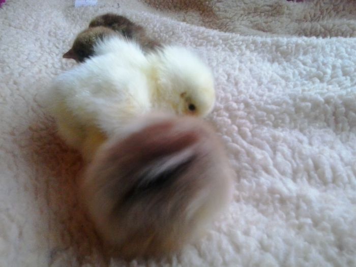 20140515_194710 - 003 Productie 2014