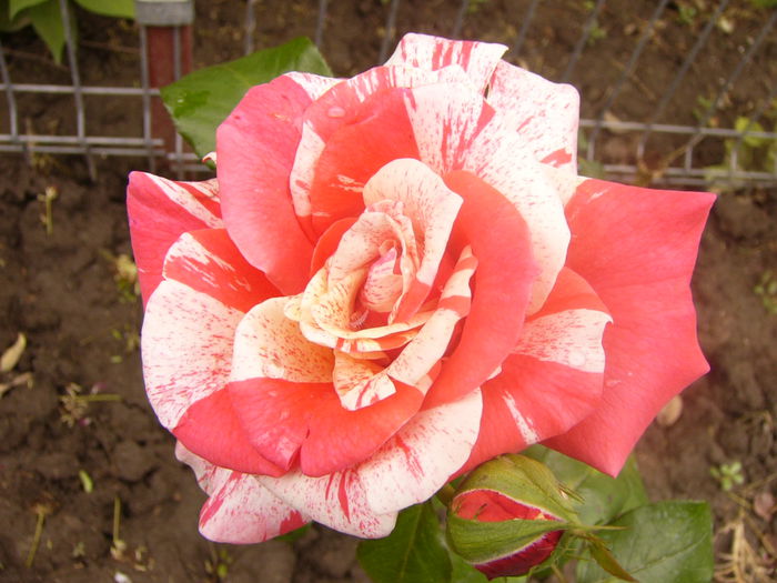 P1220768