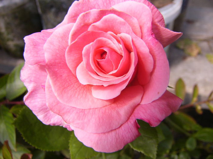 Rosa Tickled pink