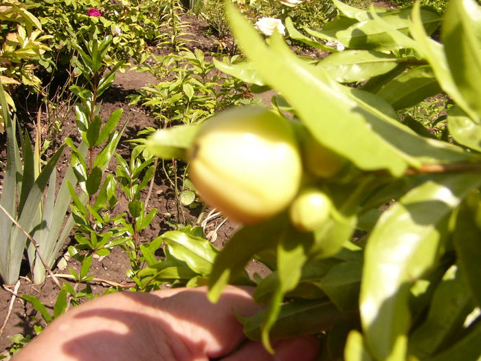 Punica Granatum-luteum plenum-