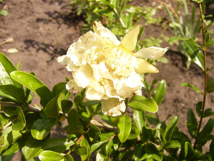 P1220800