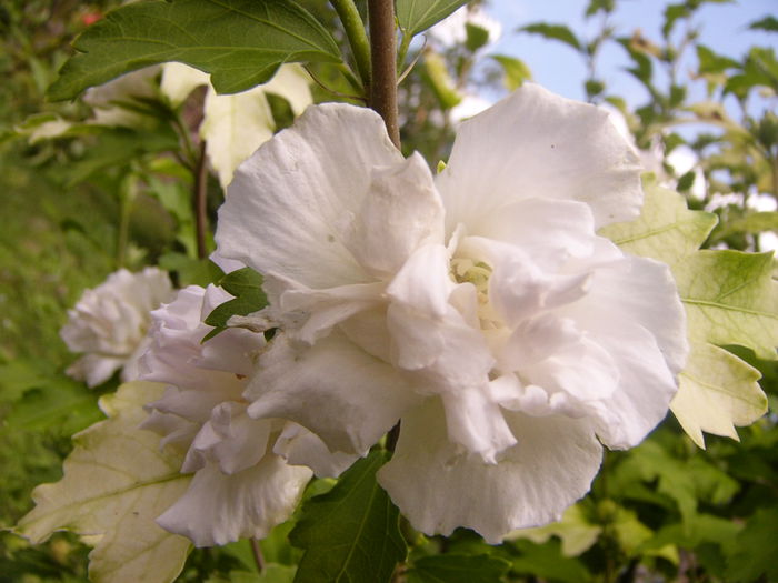 Hibiscus SyriacusJeanne D,arc - Anul 2014 IV