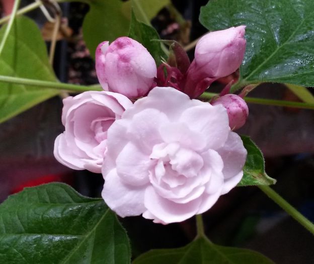 Clerodendrum philippinum