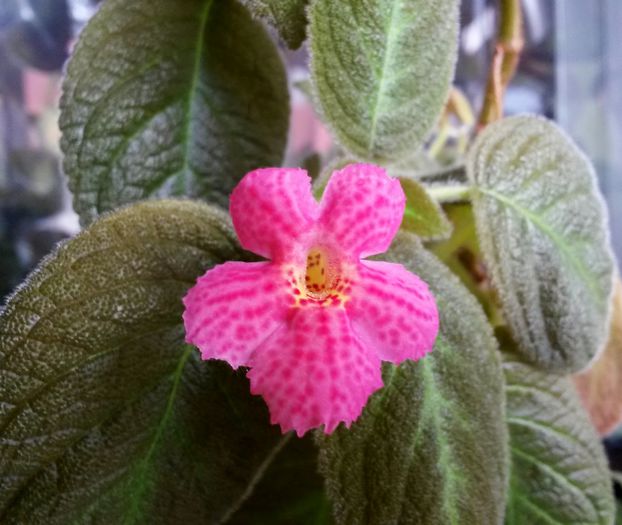 Jim`s Canadian Sunset - Episcia