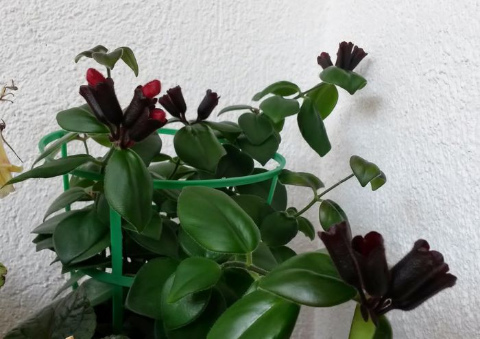 Aeschynanthus Mona Lisa