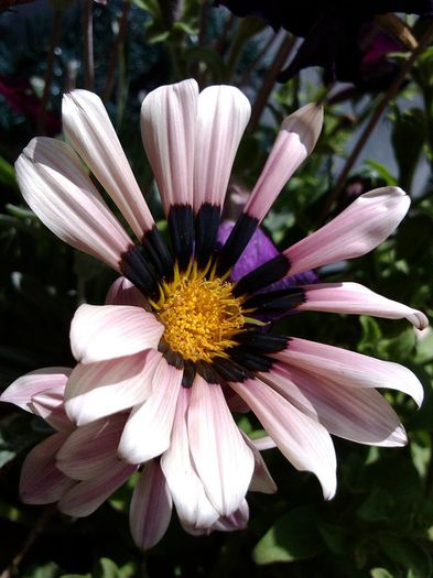 IMG_20140710_143734 - FLORI