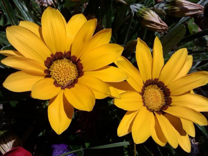 IMG_20140710_143215-002 - FLORI