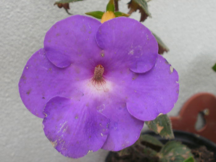 `Purple King` - Achimenes and co