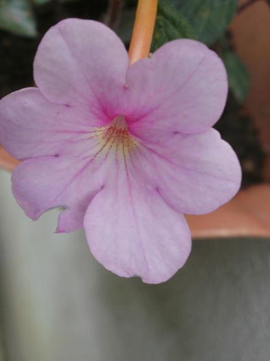 `Peach Blossom` - Achimenes and co