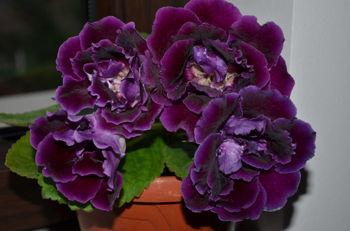 Allegro Purple - Gloxinii 2014