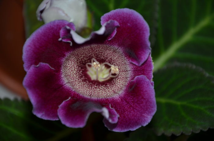 Tigrina Ciclam - Gloxinii 2014