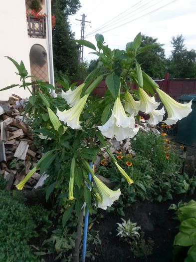 20140711_184704 - brugmansii 2013-2014
