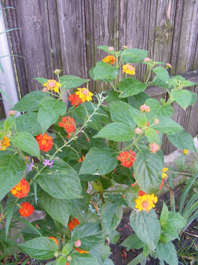 DSCF0751