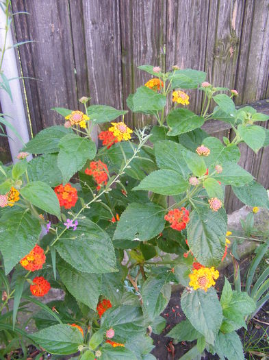 DSCF0752 - lantana