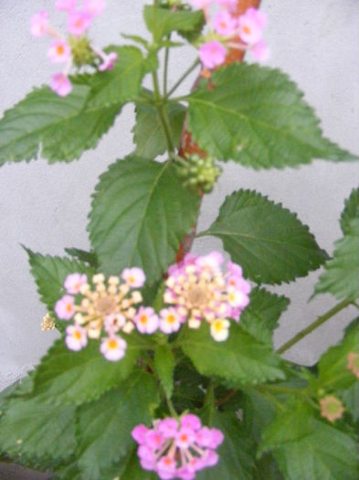 DSCF0773 - lantana