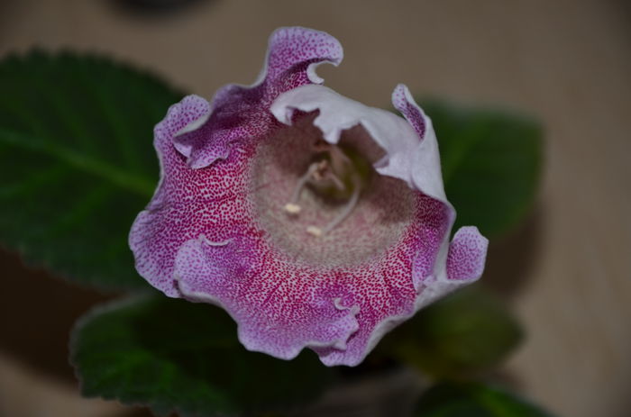 2 Hibrid Crep Violacea - Gloxinii 2014