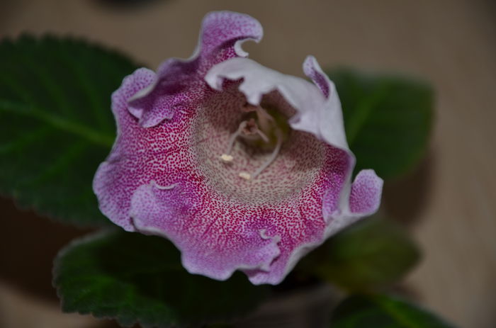 2 Hibrid Crep Violacea - Gloxinii 2014