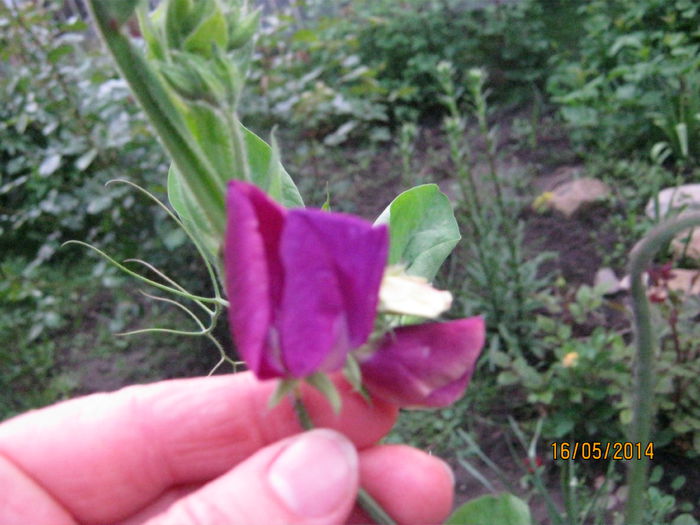 lathyrus mov, foarte parfumat - vara 2014