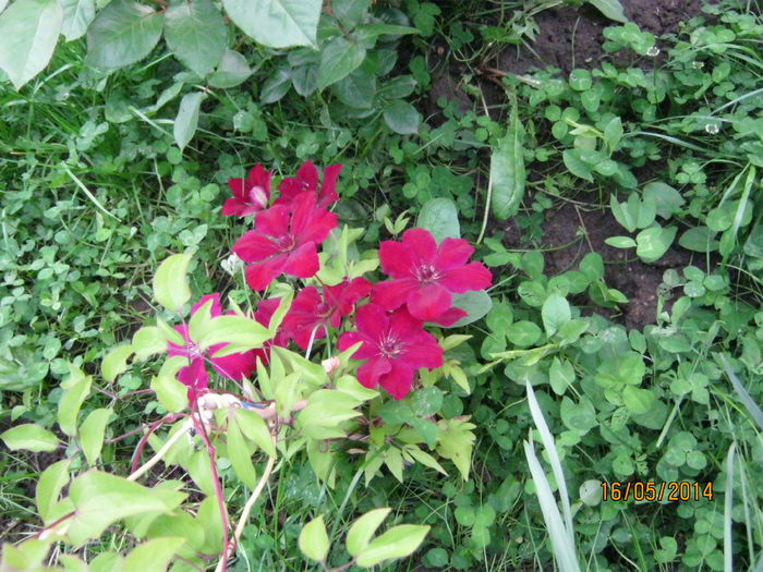 clematis ciclam